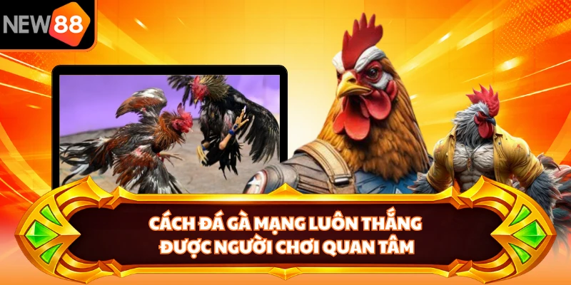 Cách đá gà mạng luôn thắng được người chơi quan tâm